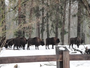 ����� ������