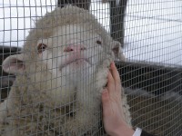 � ���������� � ��������...