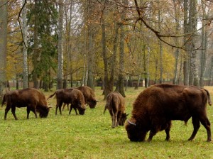 ����������� �����