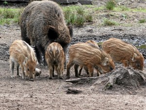 ����� ����� ������� � �������