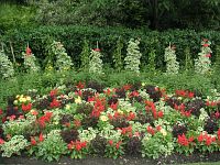 Цветы в городе Цветы в городе