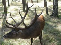 Вольеры. Олень Вольеры. Олень