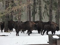 Зубры Зубры