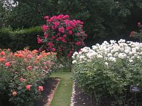 Цветы в городе Цветы в городе