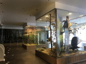 В Музее природы
