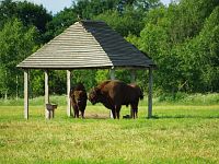 Зубры в зоосаде Зубры в зоосаде