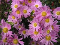 Цветы в Заславле Цветы в Заславле