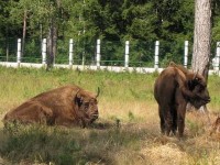 ����������� ����� � ��������