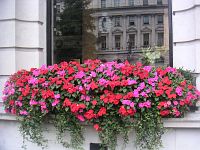 ����� �� �����������...