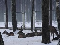 Вольеры в Пуще Вольеры в Пуще